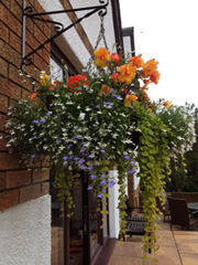 Hanging Baskets