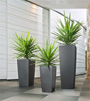 Interior Plant Displays