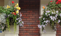 Hanging Baskets